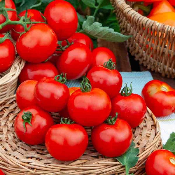 Potagères - Tomate Fournaise F1 - Graines d'Exception - face recto